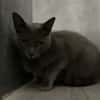 ANOUK