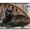 JAVA