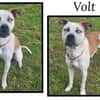VOLT