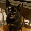 KALI