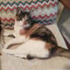 AMANDINE
