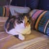 AMANDINE
