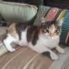 AMANDINE