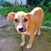 Spooky, mâle croisé berger, né le 15/06/2025 🐶