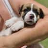 Soen, femelle berger née le 15/08/2025 🐶