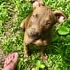 Praline, femelle berger, née le 15/07/2025 🐶