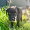 Poulette, femelle berger, née le 08/08/2025 🐶