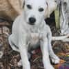 Patch, mâle berger, né le 15/07/2025 🐶