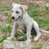 Patch, mâle berger, né le 15/07/2025 🐶