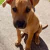 Néwis, mâle croisé berger, né le 15/06/2025 🐶