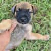 Miki, femelle Berger née le 15/08/2025 🐶