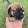 Miki, femelle Berger née le 15/08/2025 🐶