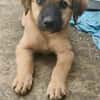 Merlot, mâle croisé berger, né le 14/07/2025 🐶