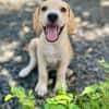 Malbec, mâle croisé berger, né le 14/07/2025 🐶