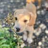 Malbec, mâle croisé berger, né le 14/07/2025 🐶