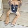 Lucky, mâle berger, né le 15/07/2025 🐶