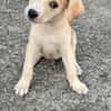 Grenache, mâle croisé berger, né le 14/07/2025 🐶