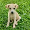 Grenache, mâle croisé berger, né le 14/07/2025 🐶
