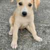 Grenache, mâle croisé berger, né le 14/07/2025 🐶