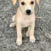 Grenache, mâle croisé berger, né le 14/07/2025 🐶