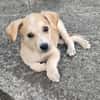 Grenache, mâle croisé berger, né le 14/07/2025 🐶