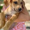 Carignan, mâle croisé berger, né le 14/07/2025 🐶