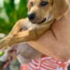 Carignan, mâle croisé berger, né le 14/07/2025 🐶