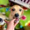Carignan, mâle croisé berger, né le 14/07/2025 🐶