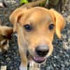 Carignan, mâle croisé berger, né le 14/07/2025 🐶