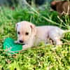 Bleuenn, femelle X berger, née le 15/08/2025🐶