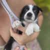 Ael, mâle berger,née le 15/08/2025 🐶
