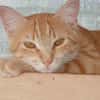Lili, la minette qui vous attend