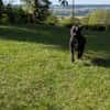 Paty, la Gwada en Normandie