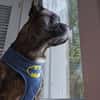 ❤Batman...sucht sein Glück...🍀