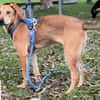 Colada  der neugierige Hundejunge