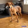Colada  der neugierige Hundejunge