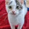 Katzenkind Jax