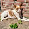 Teddy3 sucht ein Zuhause