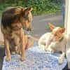 Teddy3 sucht ein Zuhause