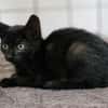 Katzenkind Moon