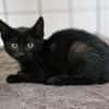 Katzenkind Moon