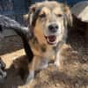 ZOE - liebe, verschmuste Handicap-Dame