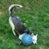 Hundedame FREYA