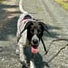 Balu, ich bin ein -Notfellchen-