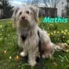NOTFALL Mathis sucht PflegestelleZuhause