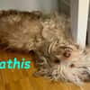 NOTFALL Mathis sucht PflegestelleZuhause