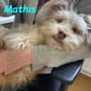 NOTFALL Mathis sucht PflegestelleZuhause