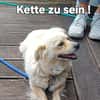 Joyce sucht fröhliches Zuhause
