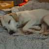 Zarte♥ Bella ♥wartet in 64711 Erbach/Od.