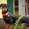 Lilly - liebe anhängliche kleine Hündin